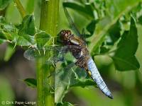 Libellula depressa