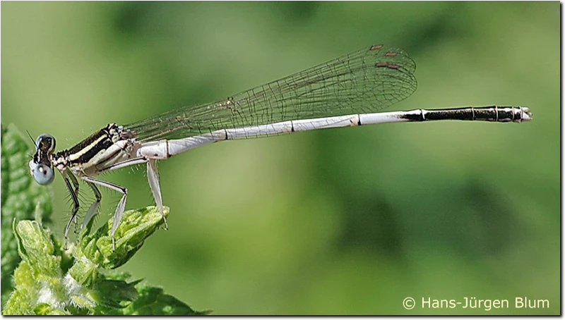 Männchen der Weißen Federlibelle (Platycnemis latipes) Platycnemis latipes