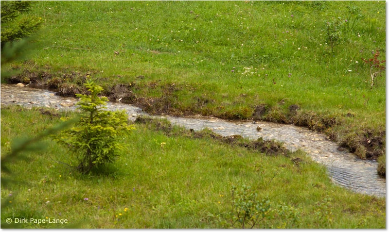 Habitat der Gestreiften Quelljungfer