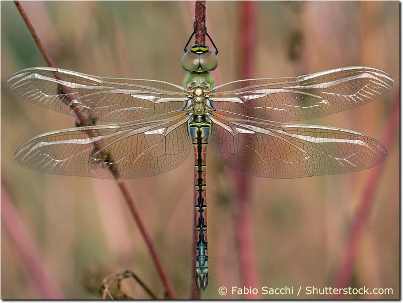 Weibchen der Schabrackenlibelle Anax ephippiger