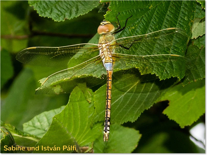 Männchen der Schabrackenlibelle Anax ephippiger