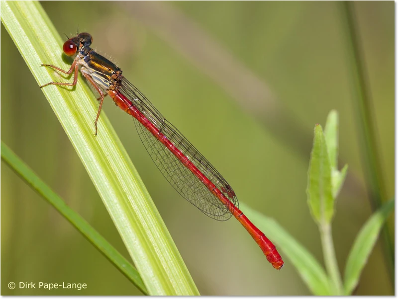 Männchen der Scharlachlibelle Männchen