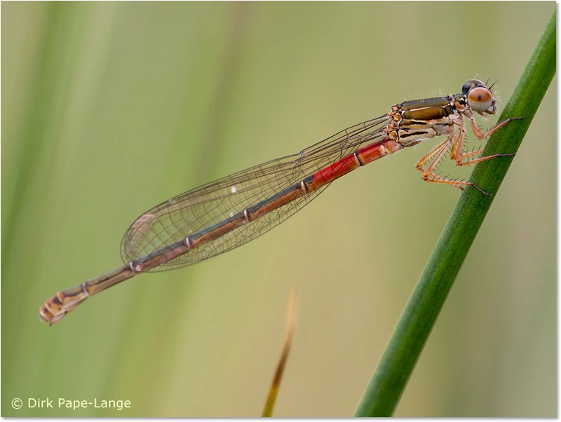 Scharlachlibelle - Weibchen - typica