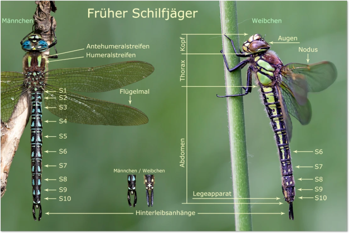 Libellenkörper - Schilfjäger