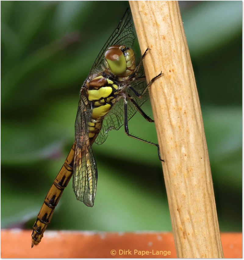 Libelle - Jungfernflug