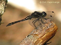 Sympetrum danae