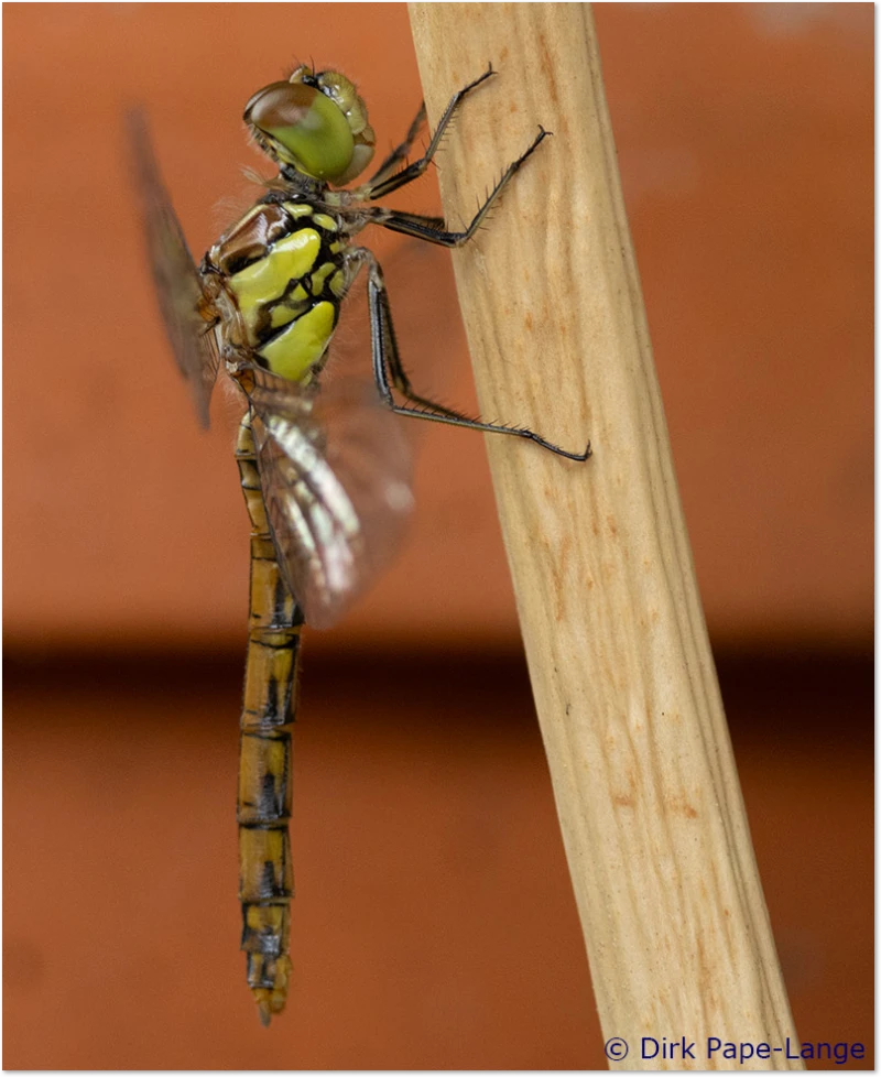 Libelle - Jungfernflug