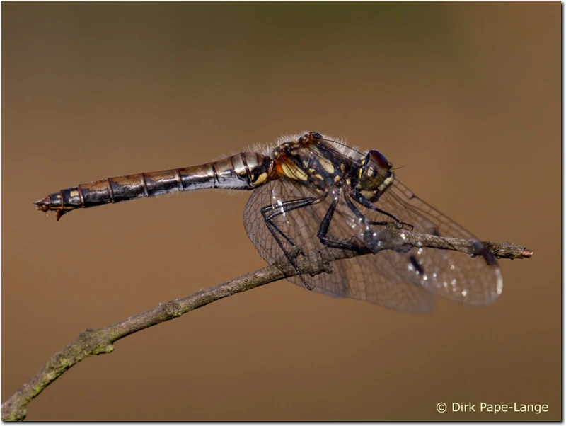 Weibchen der Schwarzen Heidelibelle Sympetrum danae