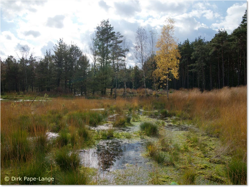 Habitat der Schwarzen Heidelibelle