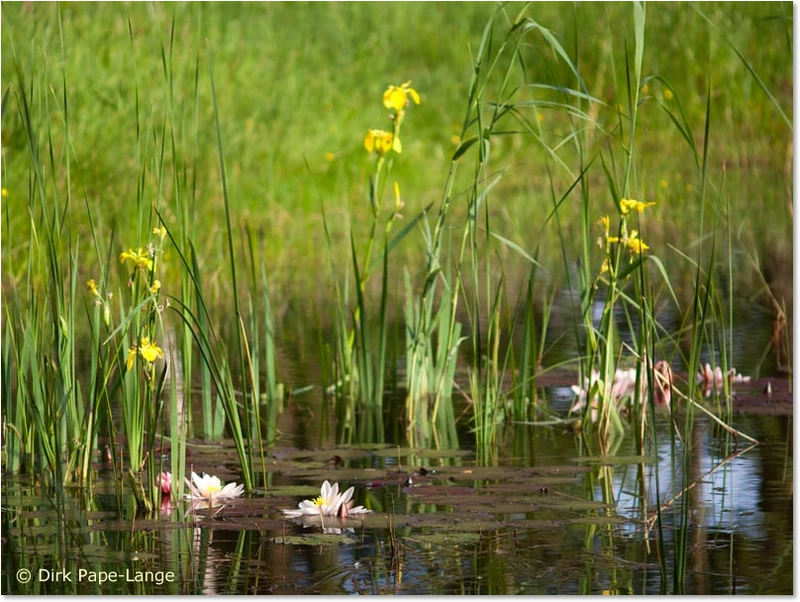 Habitat der Glänzenden Binsenjungfer Habitat