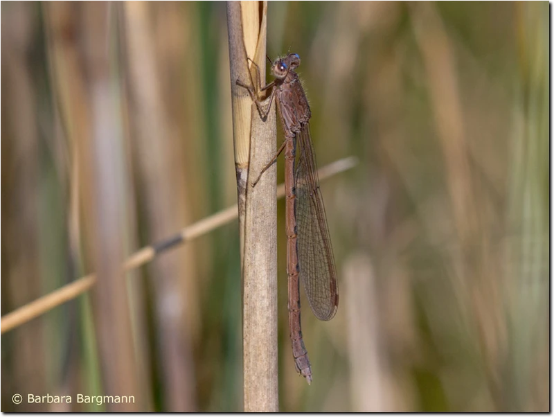 Sympecma paedisca