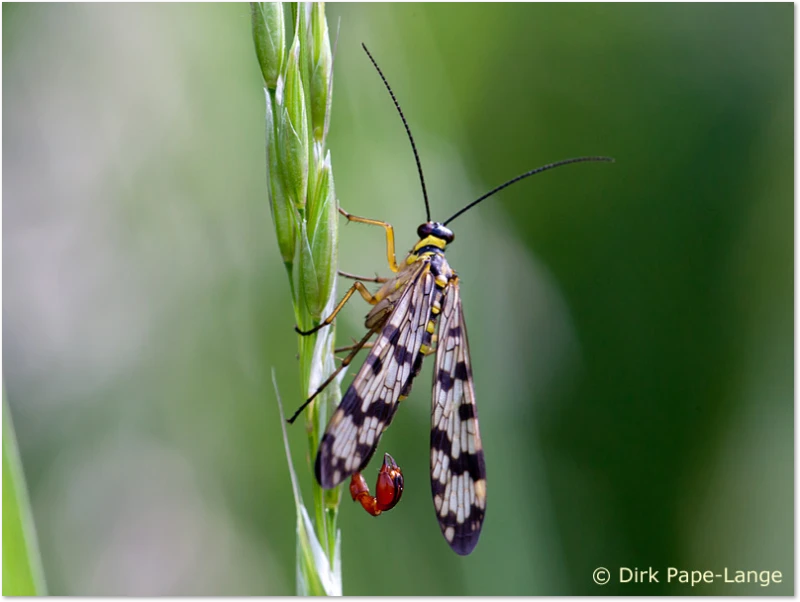 Libellen-Predator - Skorpionsfliege Skorpionsfliege