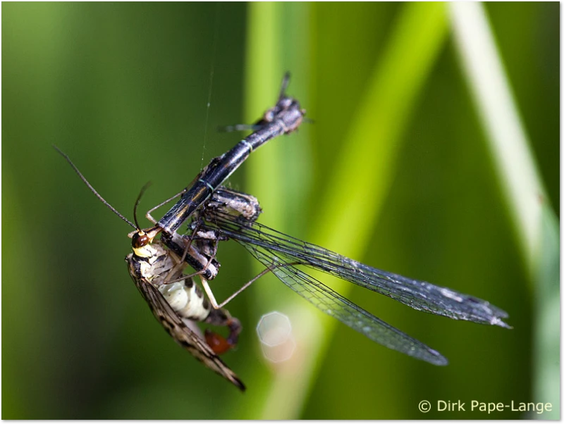 Libellen-Predator - Skorpionsfliege Skorpionsfliege fängt Libelle im Spinnennetz
