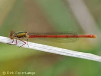 Ceriagrion tenellum