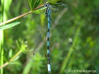 Coenagrion hastulatum