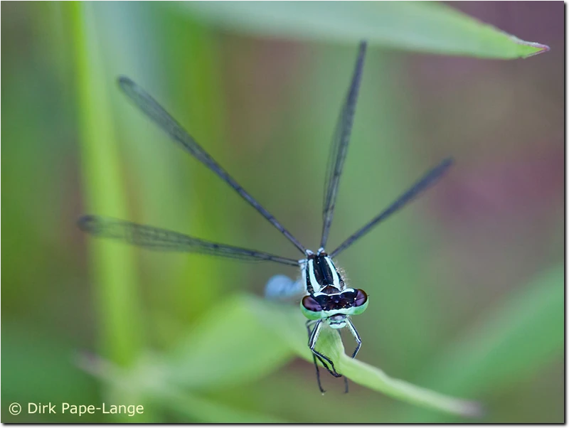 Männchen der Speer-Azurjungfer (Coenagrion hastulatum) Coenagrion hastulatum
