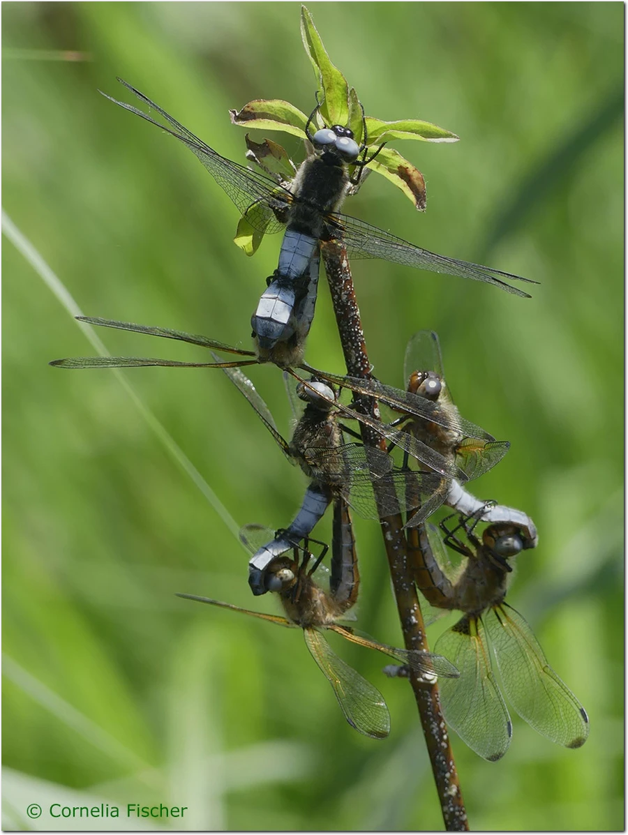 Libellula fulva