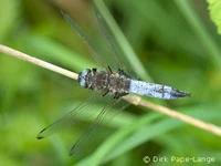 Libellula fulva