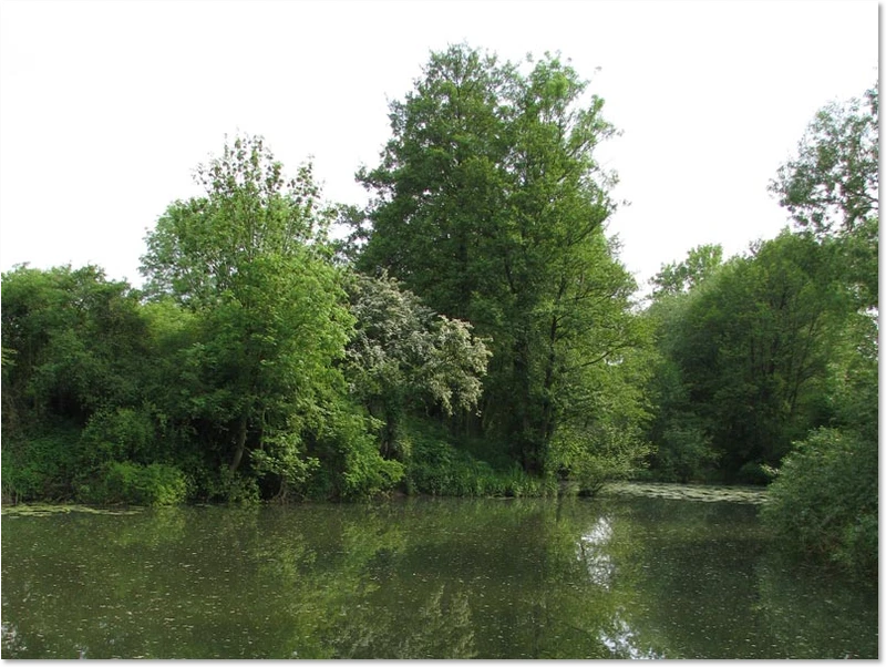 Habitat vom Spitzenfleck in Niedersachsen