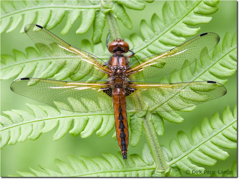 Spitzenfleck (Libellula fulva) - junges Männchen Libellula fulva