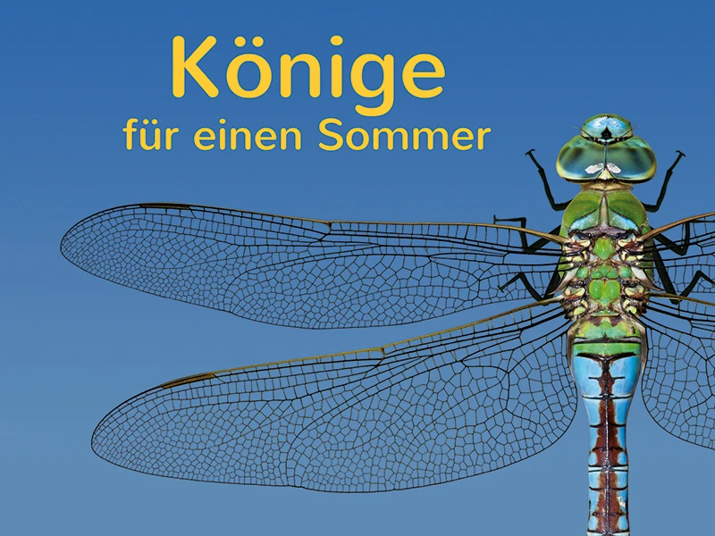 Das Libellen-Bundle