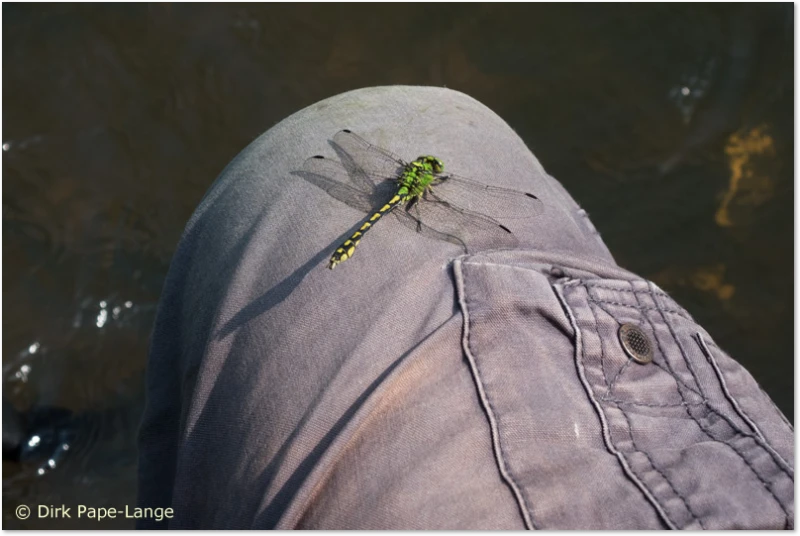 Libellenstachel - die Grüne Flussjungfer Stechen Flussjungfern?