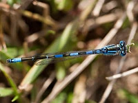 Coenagrion caerulescens