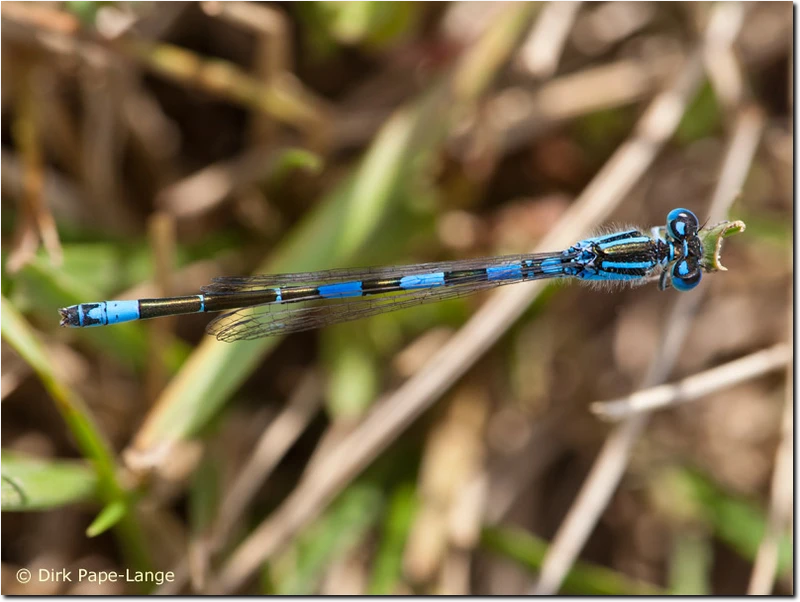 Coenagrion caerulescens