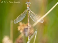 Lestes barbarus