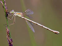 Lestes barbarus