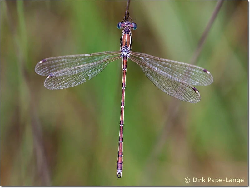 Lestes barbarus