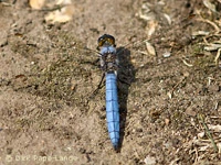 Orthetrum brunneum