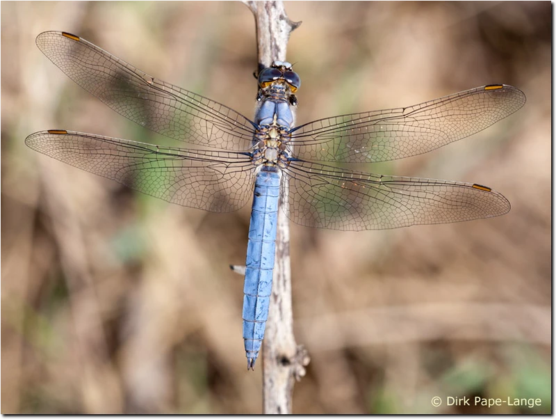 Südlicher Blaupfeil - Männchen Orthetrum brunneum