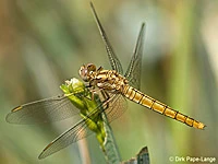 Orthetrum brunneum