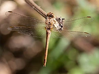 Sympetrum meridionale