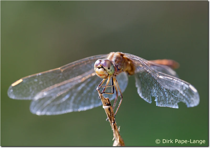 Sympetrum meridionale