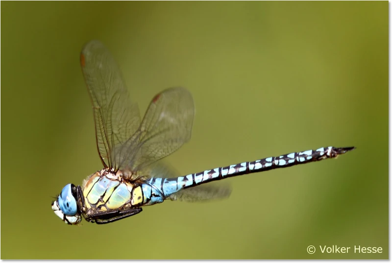 Männchen im Flug