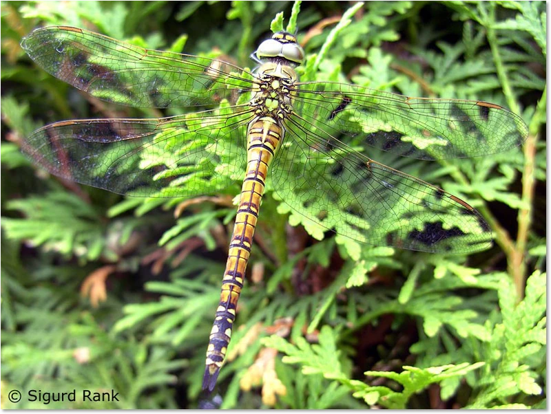Weibchen der Südlichen Mosaikjungfer