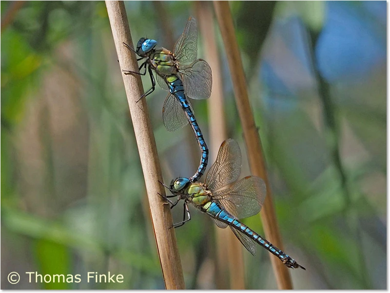 Tandem der Südlichen Mosaikjungfer