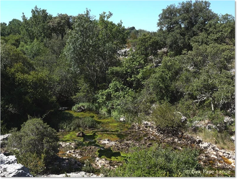 Habitat von der Südlichen Prachtlibelle (Calopteryx virgo meridionalis)
