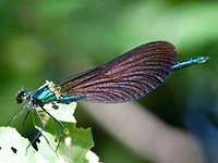 Calopteryx virgo meridionalis