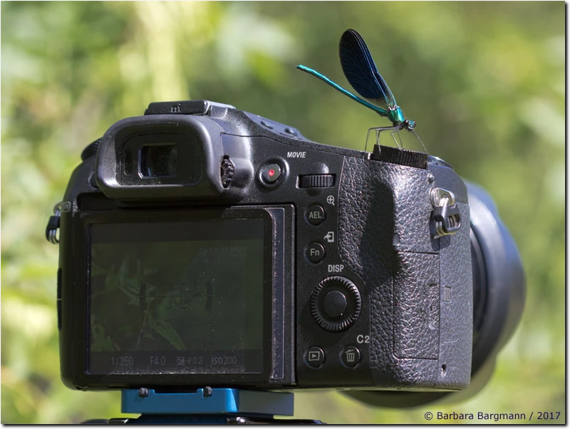 Calopteryx virgo meridionalis