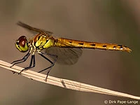 Sympetrum depressiusculum