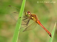 Sympetrum depressiusculum