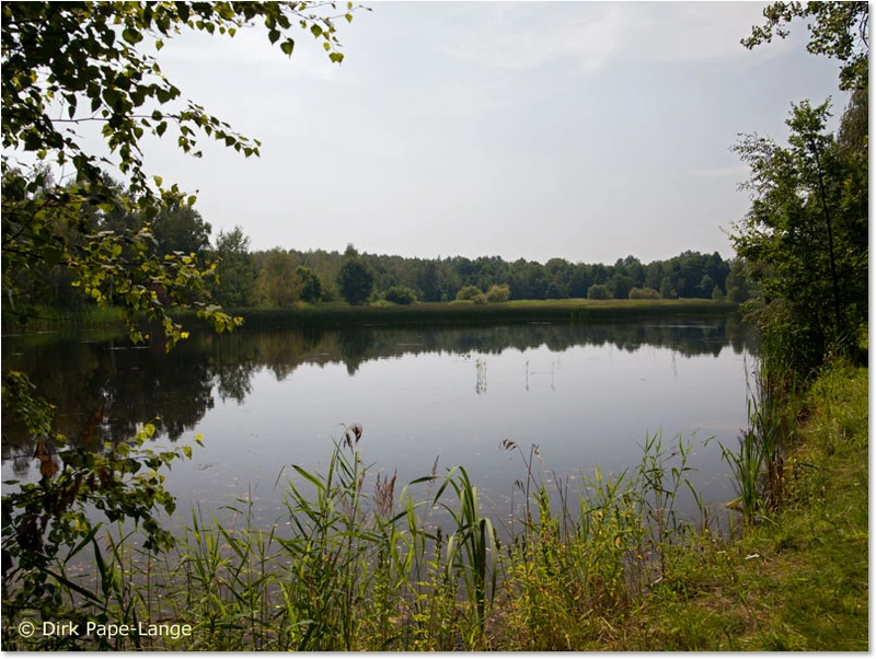 Habitat der Sumpf-Heidelibelle
