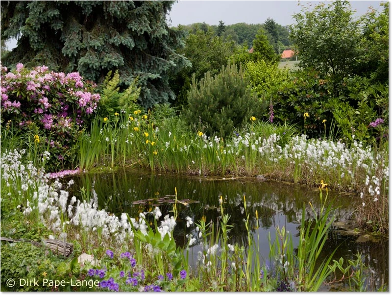 Habitat der Scharlachlibelle Habitat