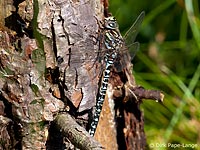 Aeshna juncea