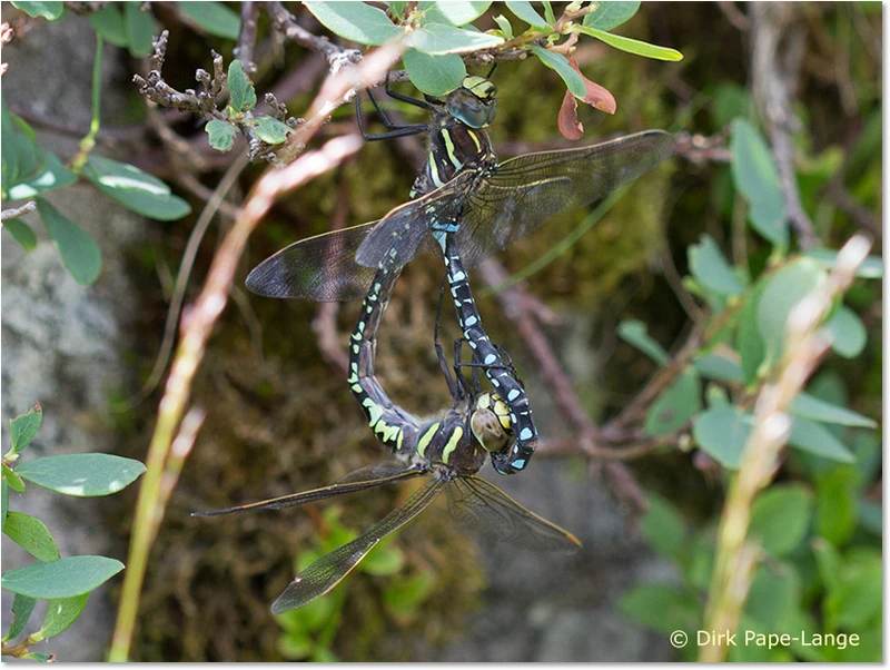 Aeshna juncea - Paarungsrad