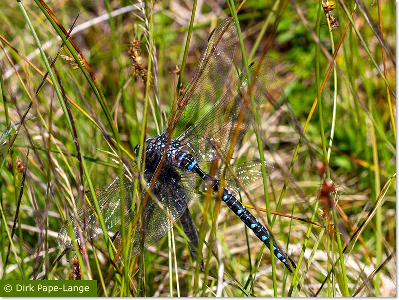 Aeshna juncea