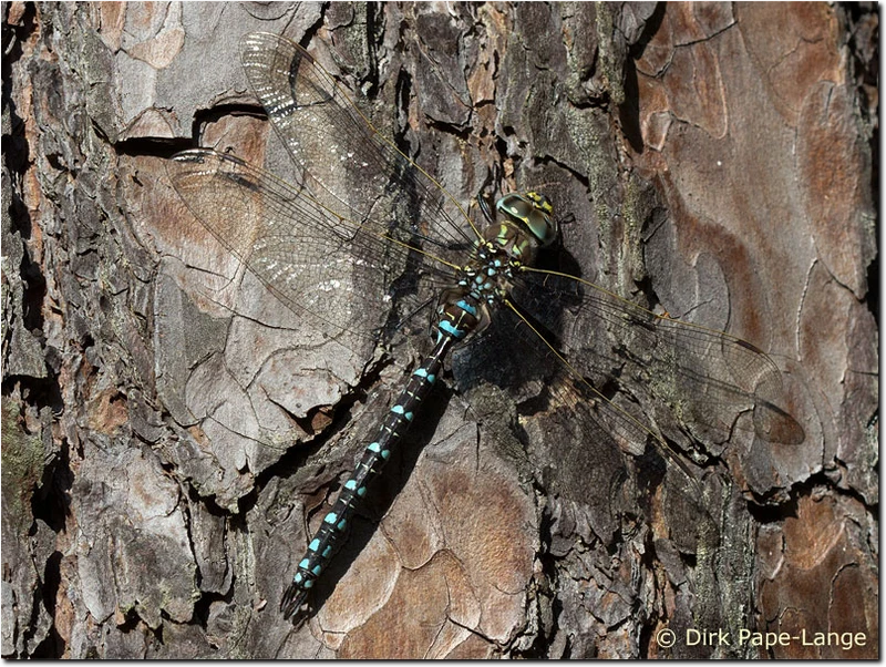 Aeshna juncea